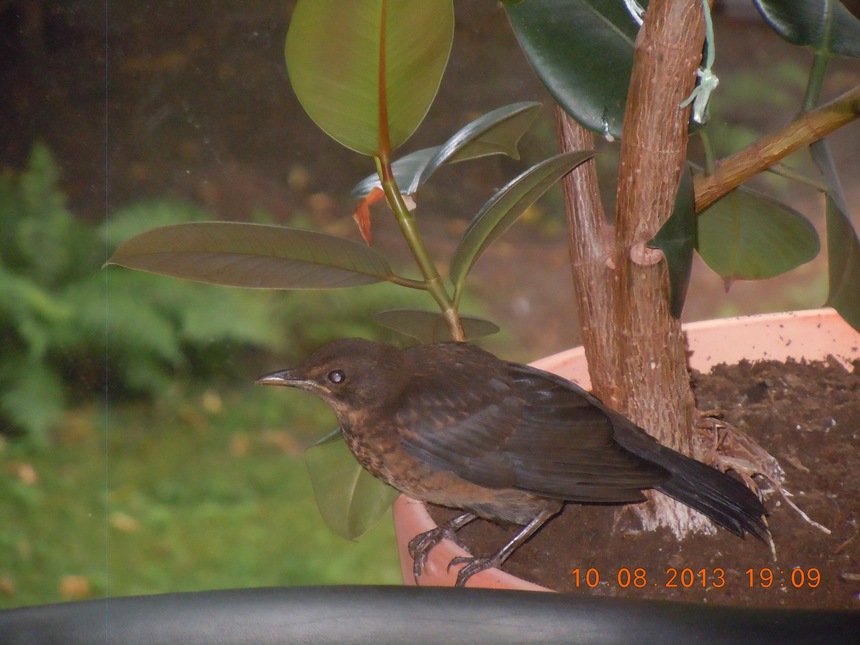 Amsel 1